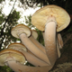 Armillaria ostoyae. Wikimedia Commons